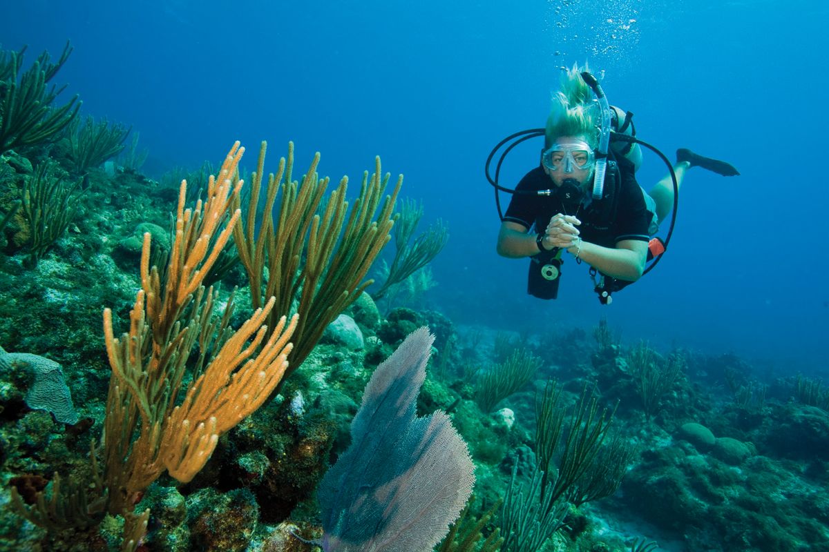 Free Scuba Diving