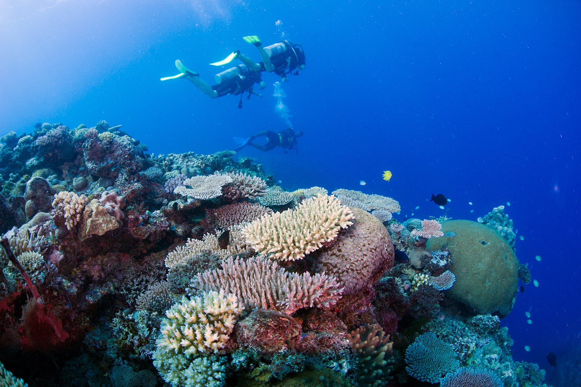 COMPLETE A DIVE COURSE AND DIVE FREE FOR THE REST OF YOUR STAY !